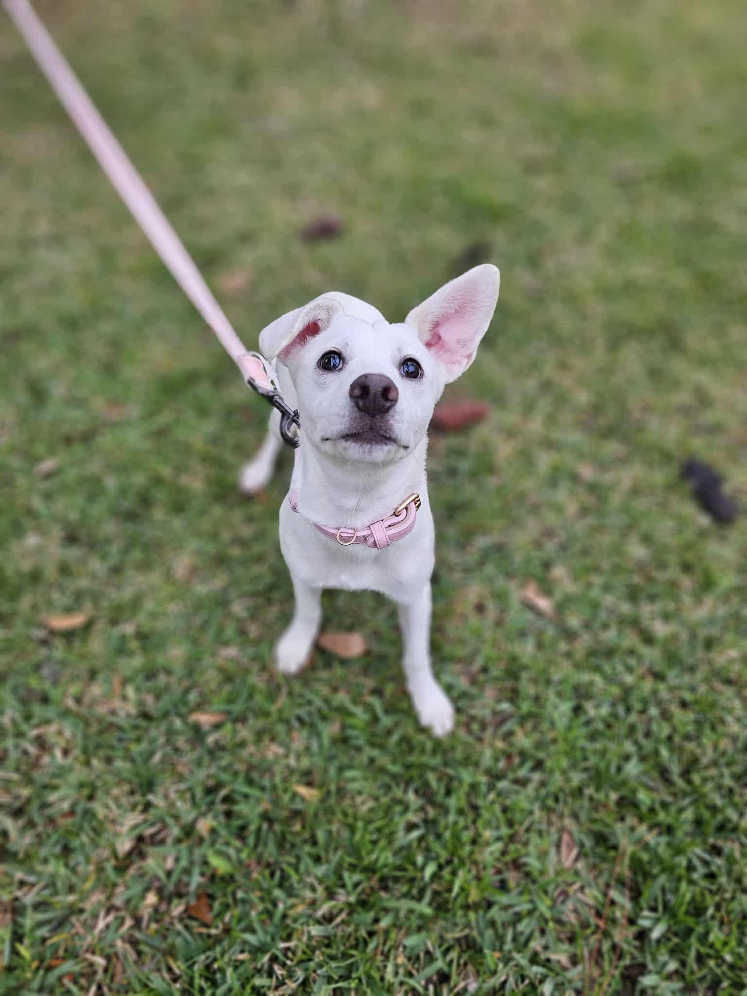 Fruity , Adoptable, Puppy Female Chihuahua & Whippet.