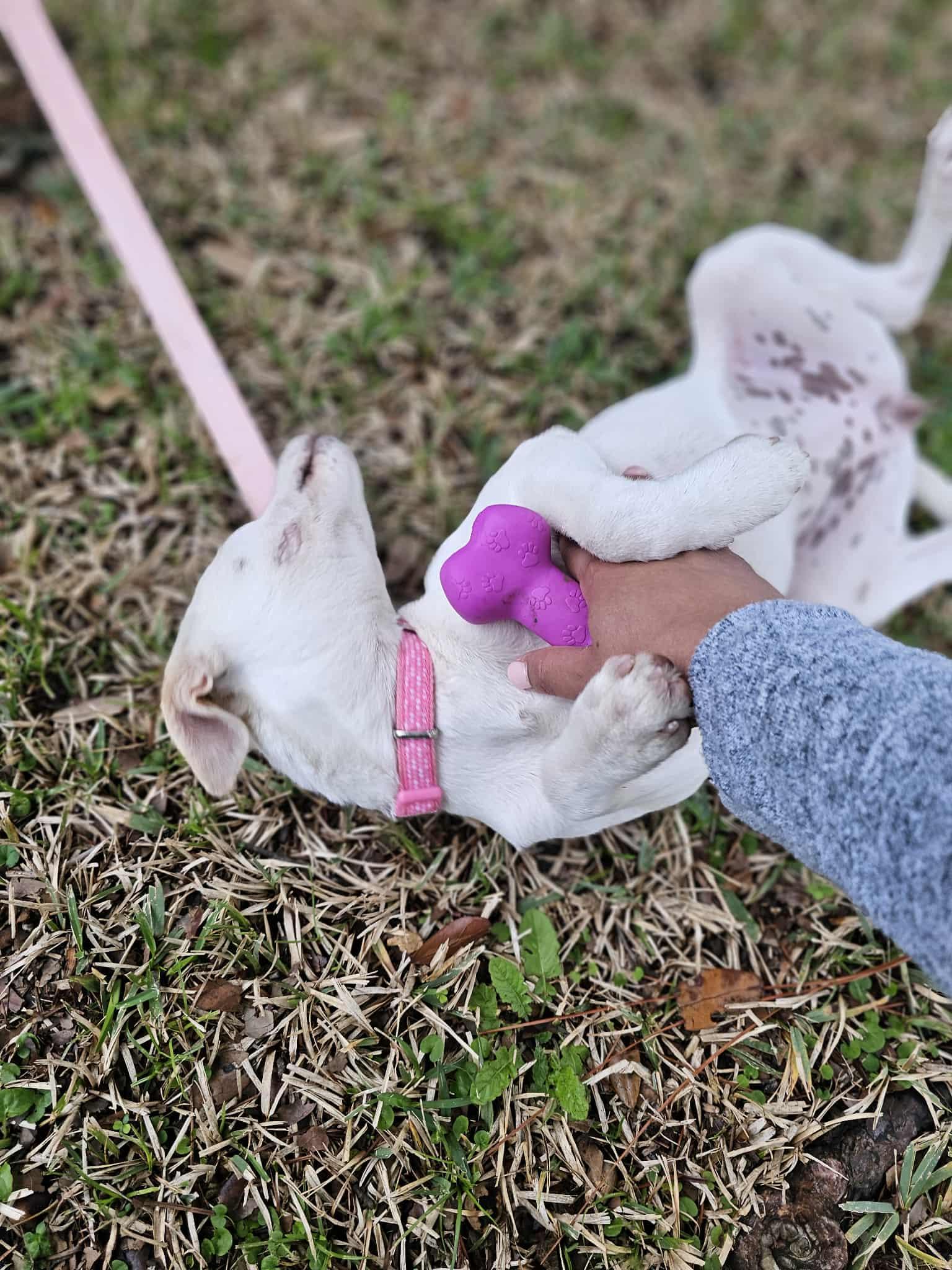 Fruity , a Adoptable mixed breed in COVINGTON, WA image 3/6