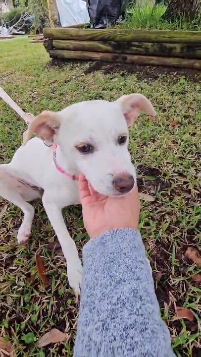 Enlarge Fruity , a Adoptable mixed breed in COVINGTON, WA video 2/6