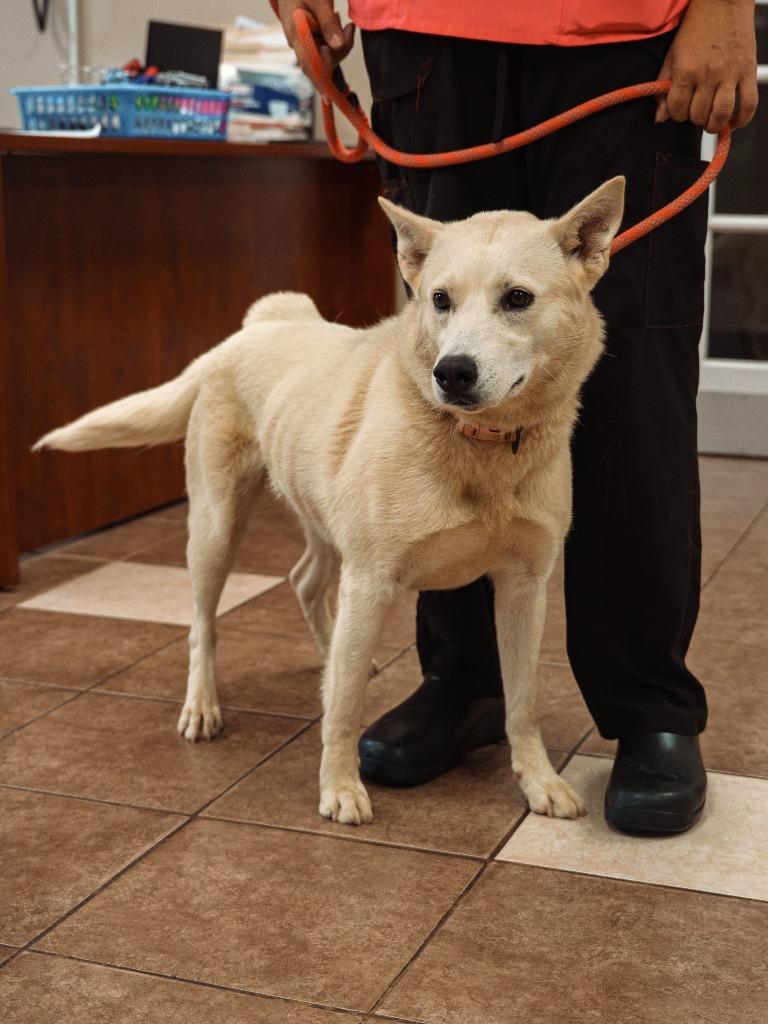 Nia, Adoptable, Young Female Husky.