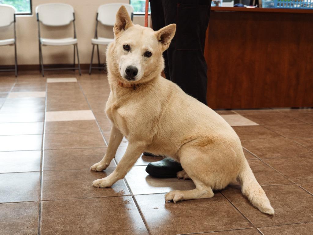 Nia, a Adoptable mixed breed in Mocksville, NC image 2/5