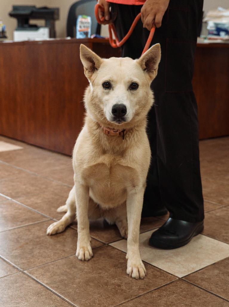 Nia, a Adoptable mixed breed in Mocksville, NC image 3/5