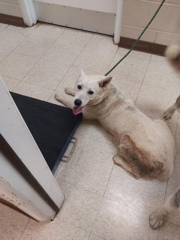 Nia, Adoptable, Young Female Husky.