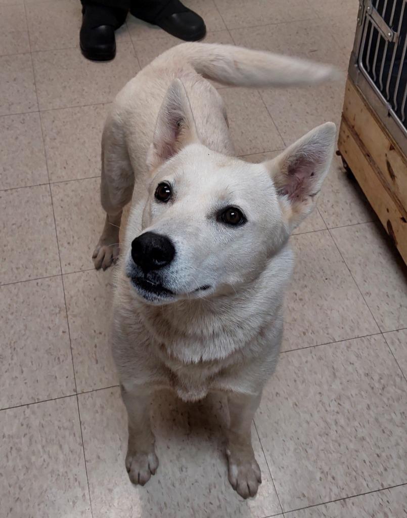Nia, a Adoptable mixed breed in Mocksville, NC image 2/2