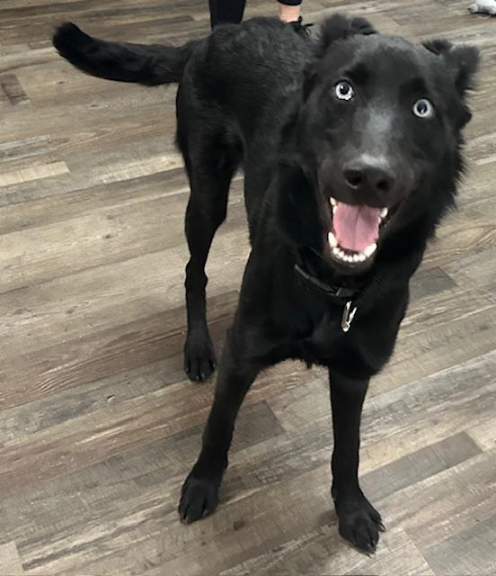 Fennec — thumbnail 3