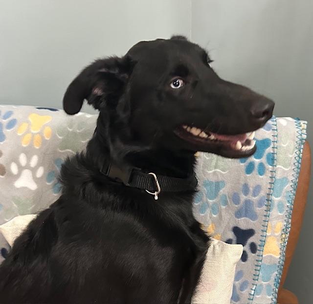 Fennec — thumbnail 4