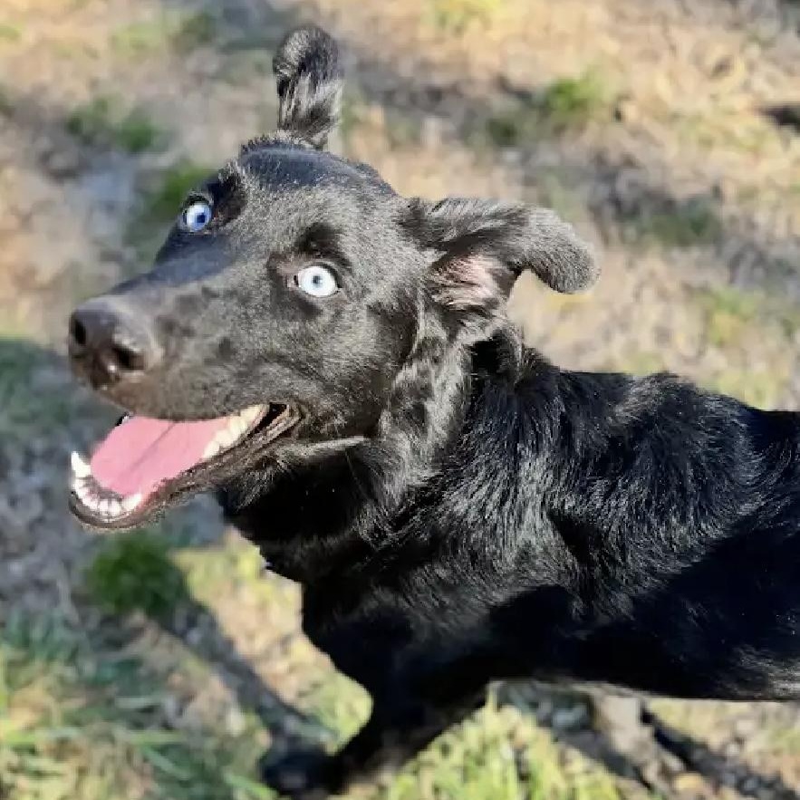 Fennec — thumbnail 5