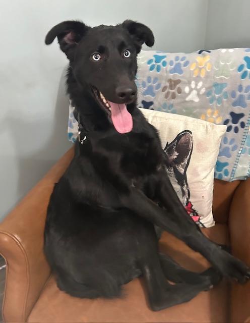 Fennec — thumbnail 6