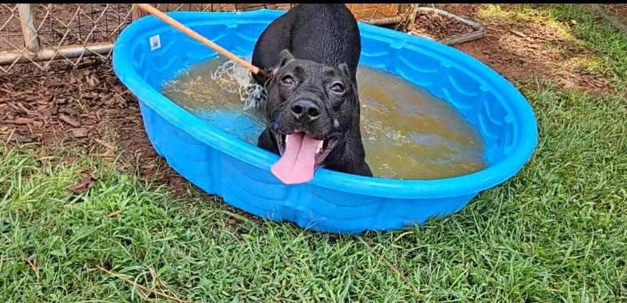 Reese, Young Female Black Labrador Retriever