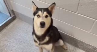 Enlarge Taurus, a Adoptable mixed breed in Charlotte, NC image 1/5