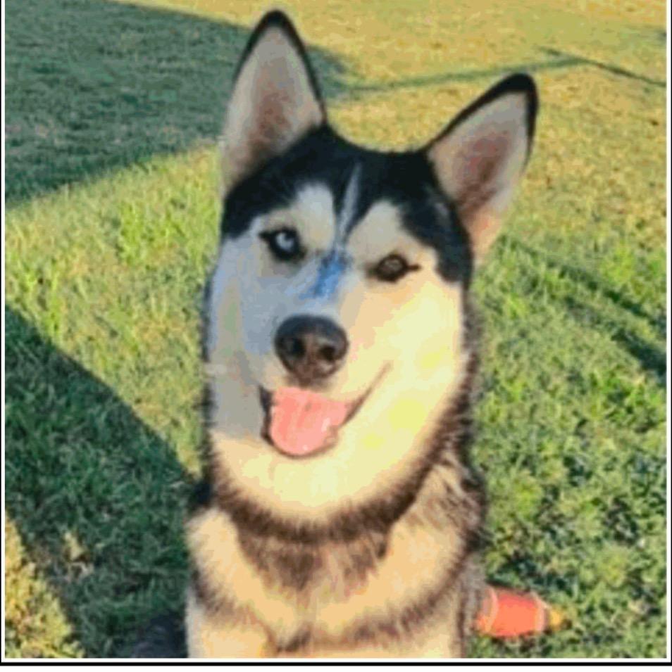 Enlarge Taurus, a Adoptable mixed breed in Charlotte, NC image 2/5