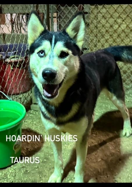 Enlarge Taurus, a Adoptable mixed breed in Charlotte, NC image 5/5