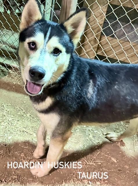 Enlarge Taurus, a Adoptable mixed breed in Charlotte, NC image 4/5