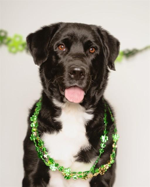 CLOVER, Adoptable, Young Female Labrador Retriever & Mixed Breed.