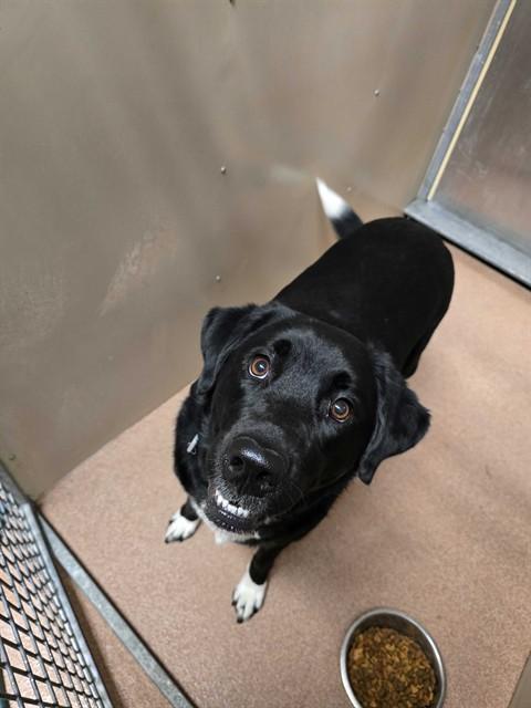 CLOVER, Adoptable, Young Female Labrador Retriever & Mixed Breed.