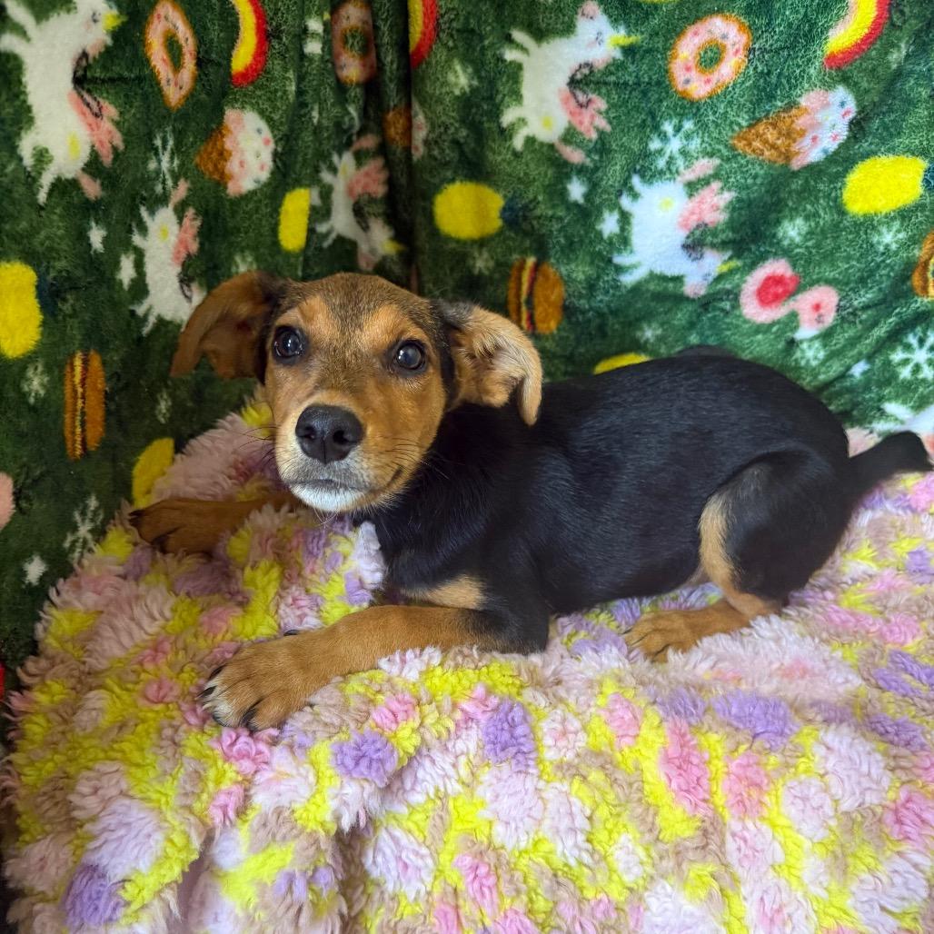 Enlarge Shirley, a Adoptable mixed breed in Kennebunk, ME image 2/2