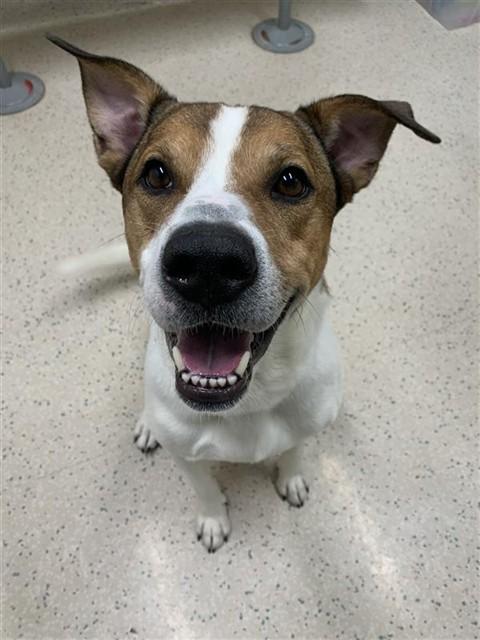 Enlarge HARLOW JAMES, a Adoptable mixed breed in Fairbanks, AK image 1/1