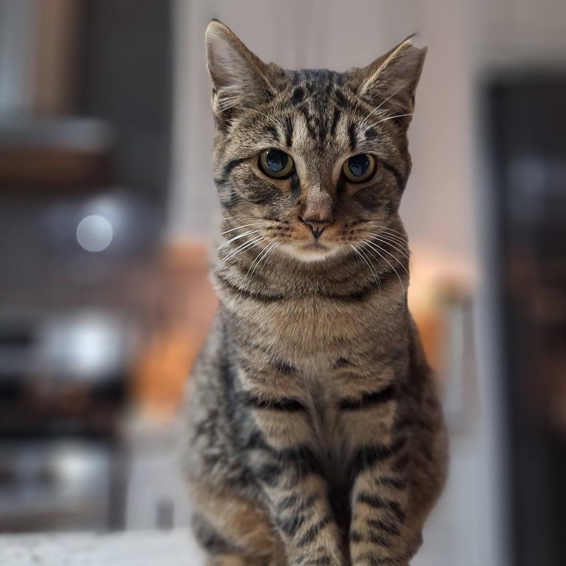 Gelato, ADOPTABLE, Young Female Domestic Short Hair.