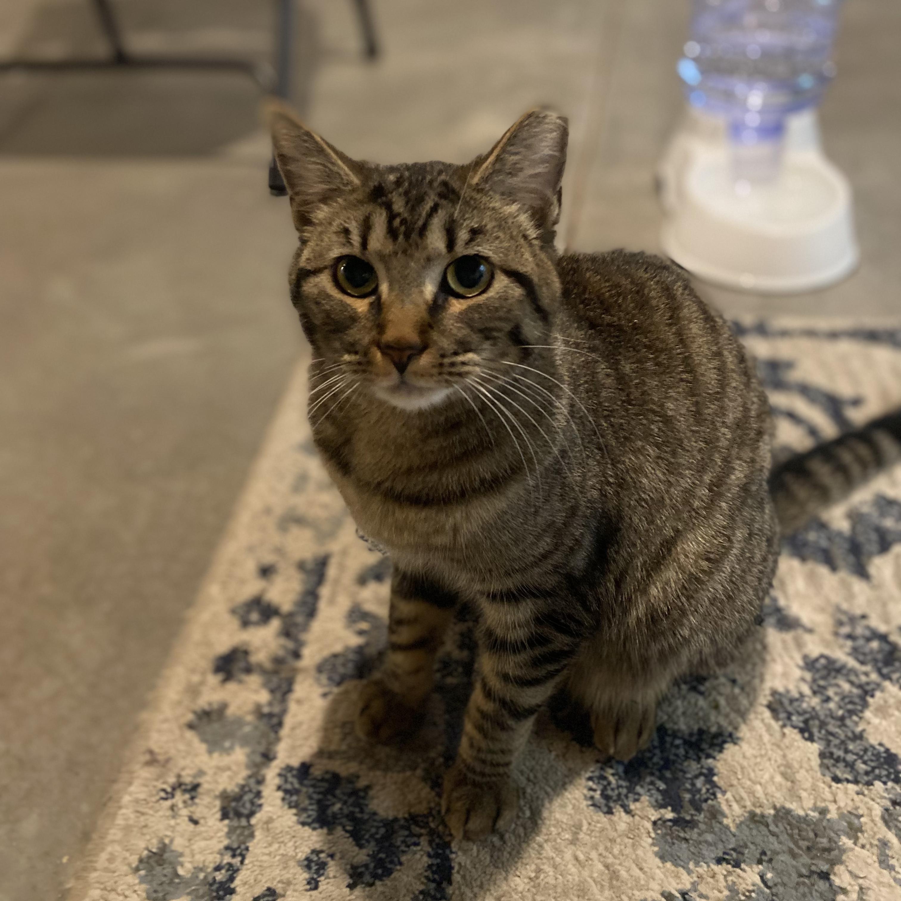 Gelato, ADOPTABLE, Young Female Domestic Short Hair.