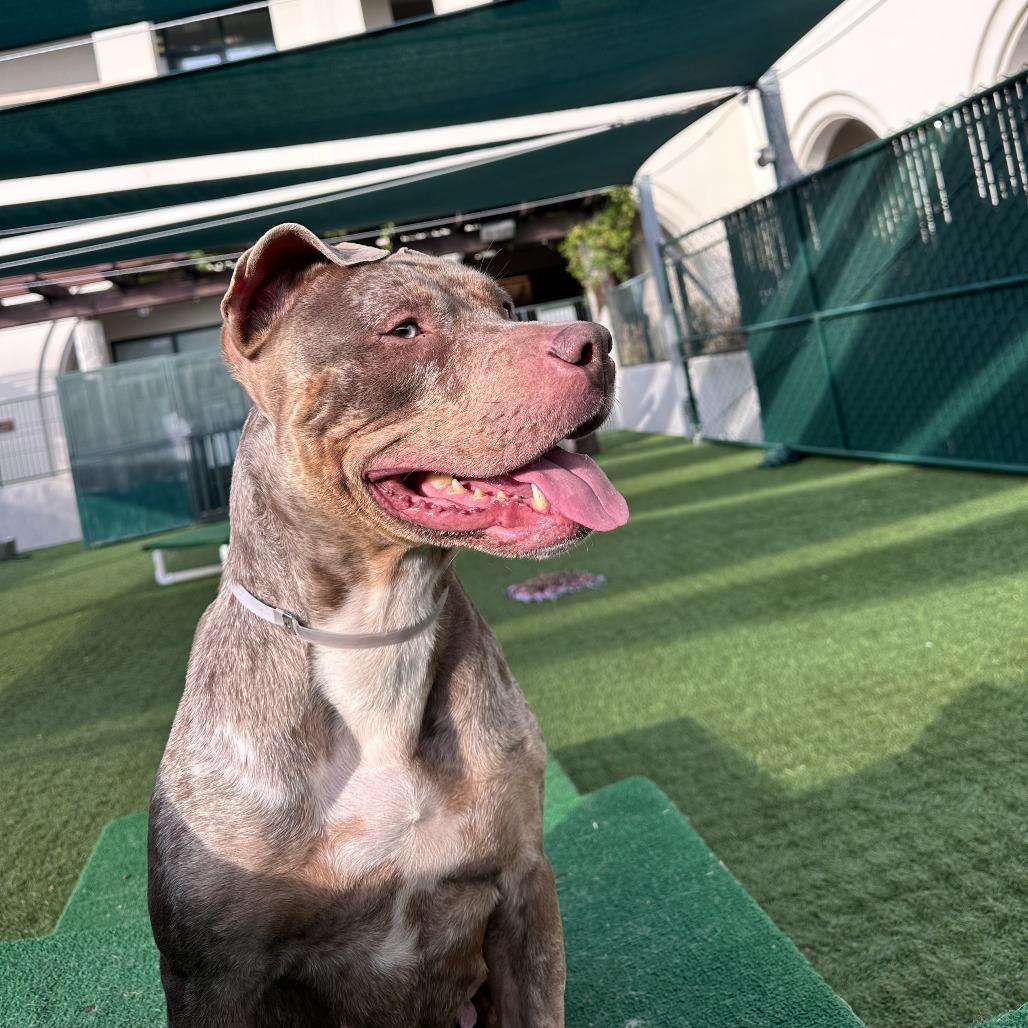 Enlarge Goldie, a Adoptable Pit Bull Terrier in Pasadena, CA image 1/6