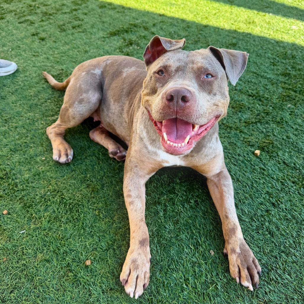 Enlarge Goldie, a Adoptable Pit Bull Terrier in Pasadena, CA image 2/6