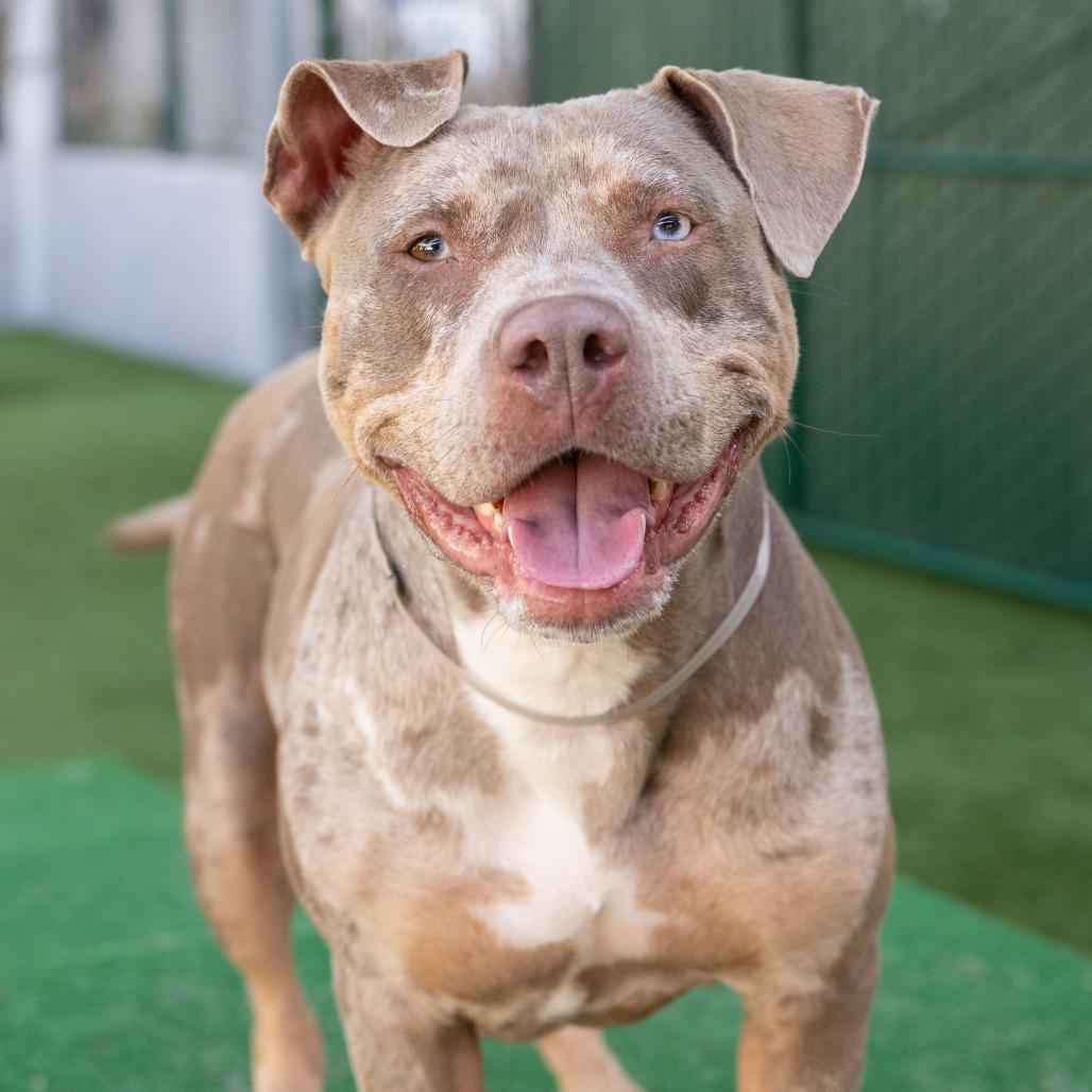 Goldie, Adoptable, Adult Female Pit Bull Terrier.