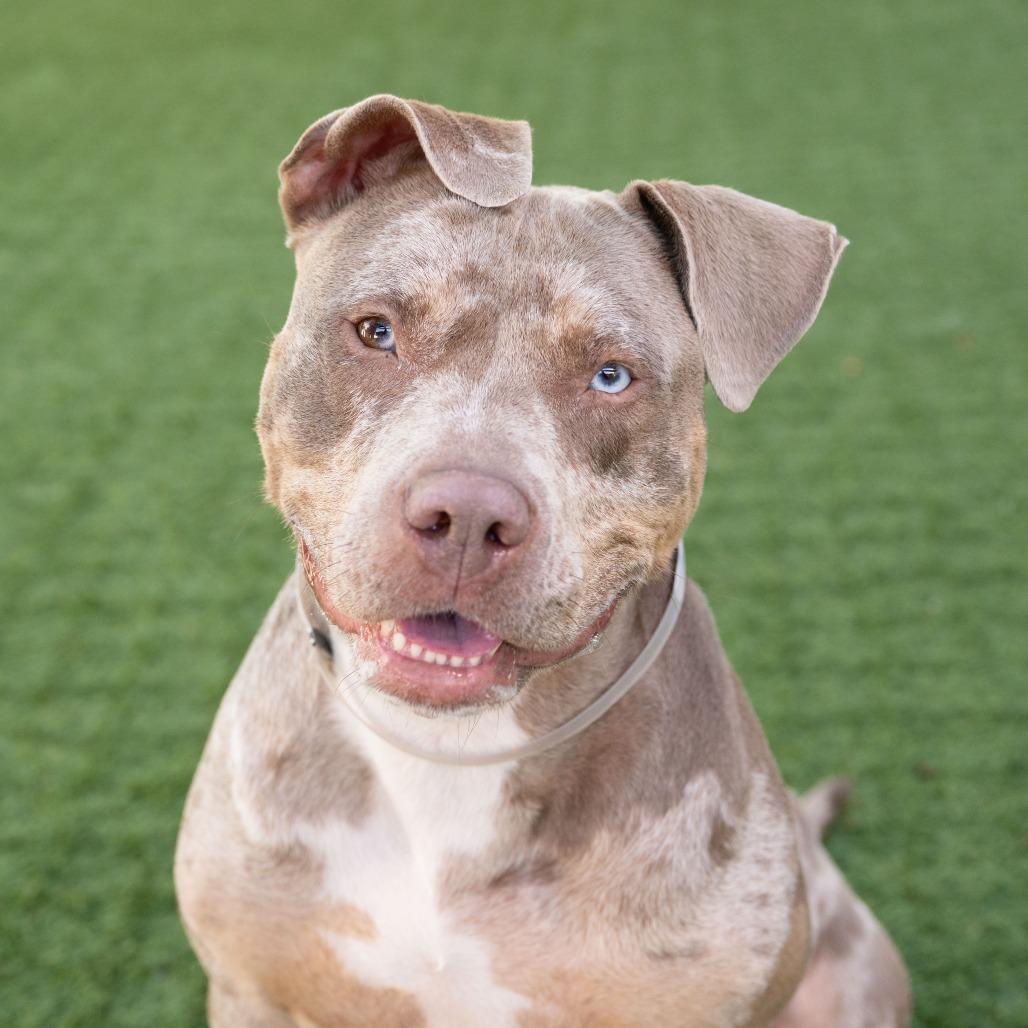 Enlarge Goldie, a Adoptable Pit Bull Terrier in Pasadena, CA image 2/6