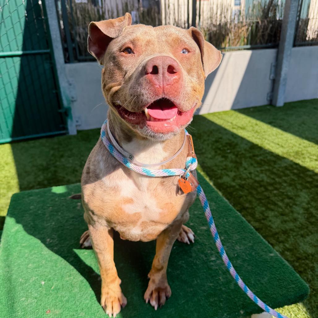 Enlarge Goldie, a Adoptable Pit Bull Terrier in Pasadena, CA image 3/6