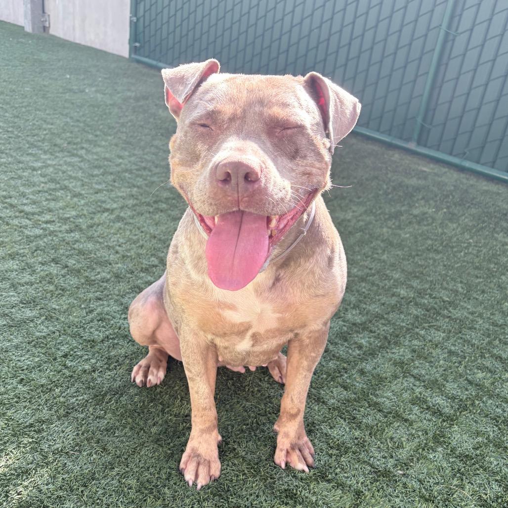 Enlarge Goldie, a Adoptable Pit Bull Terrier in Pasadena, CA image 4/6