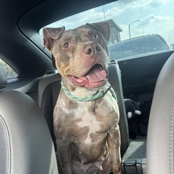 Enlarge Goldie, a Adoptable Pit Bull Terrier in Pasadena, CA image 5/6