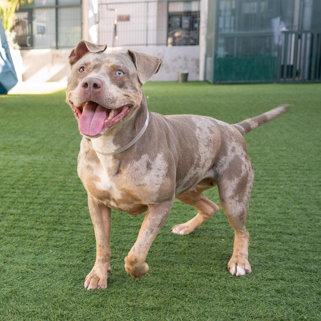 Enlarge Goldie, a Adoptable Pit Bull Terrier in Pasadena, CA image 3/6