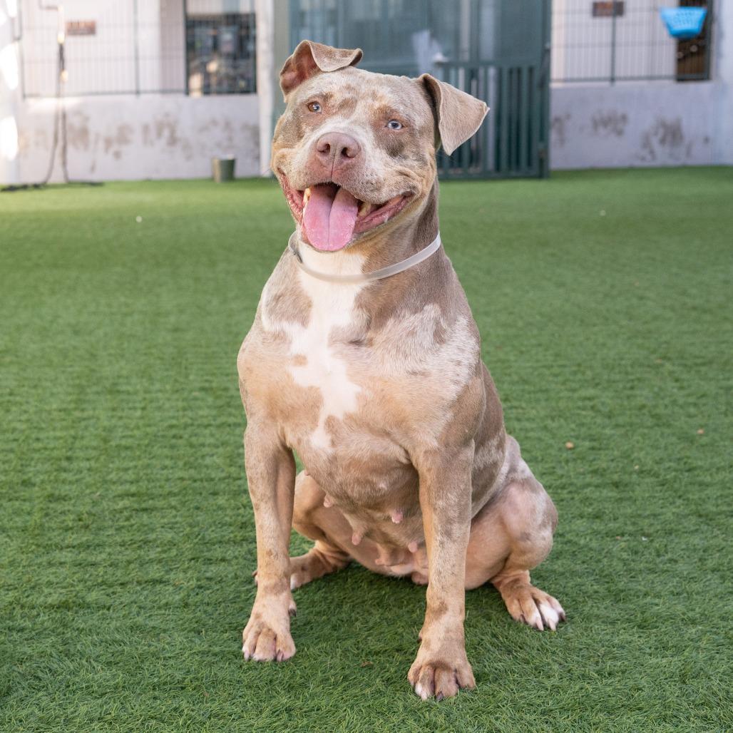 Enlarge Goldie, a Adoptable Pit Bull Terrier in Pasadena, CA image 4/6