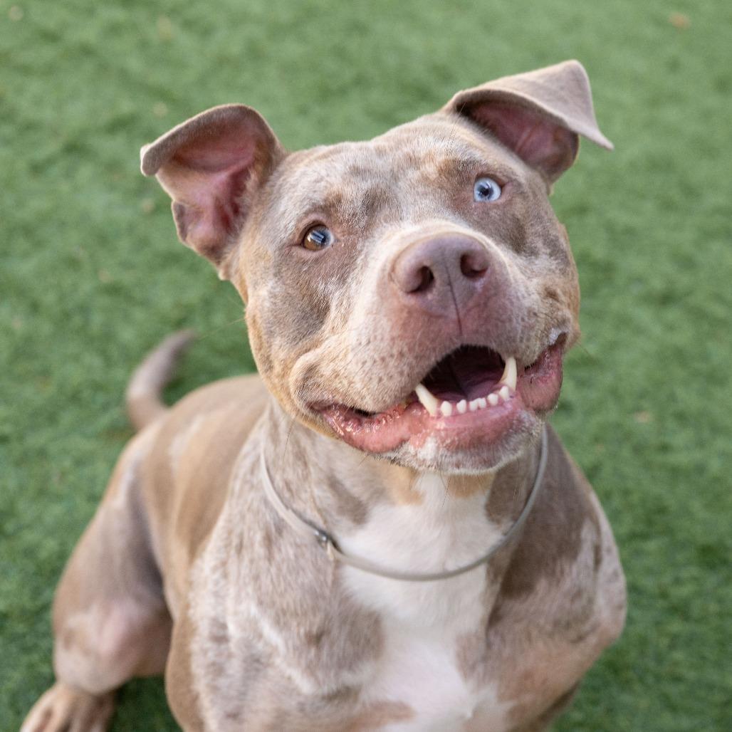 Enlarge Goldie, a Adoptable Pit Bull Terrier in Pasadena, CA image 5/6