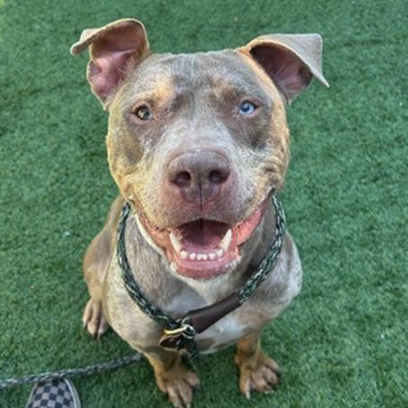 Enlarge Goldie, a Adoptable Pit Bull Terrier in Pasadena, CA image 6/6