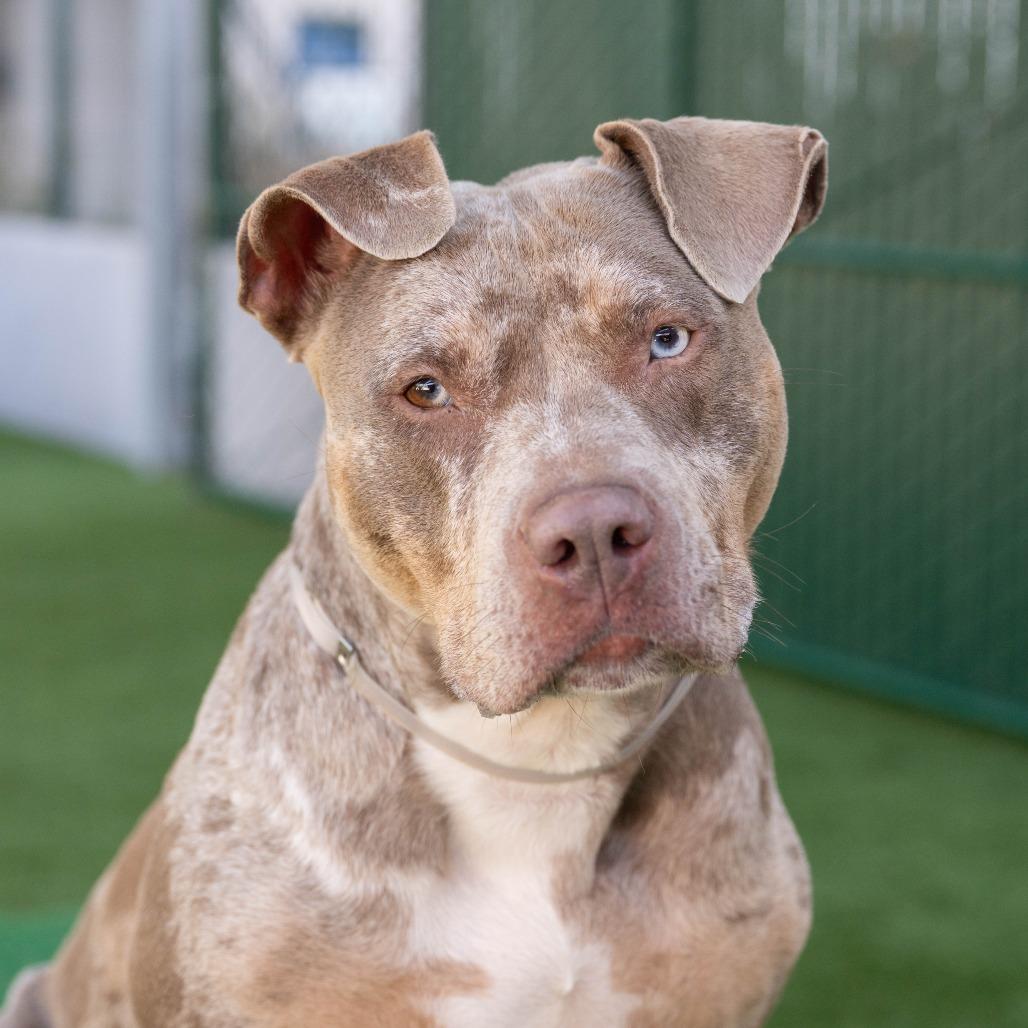 Enlarge Goldie, a Adoptable Pit Bull Terrier in Pasadena, CA image 6/6