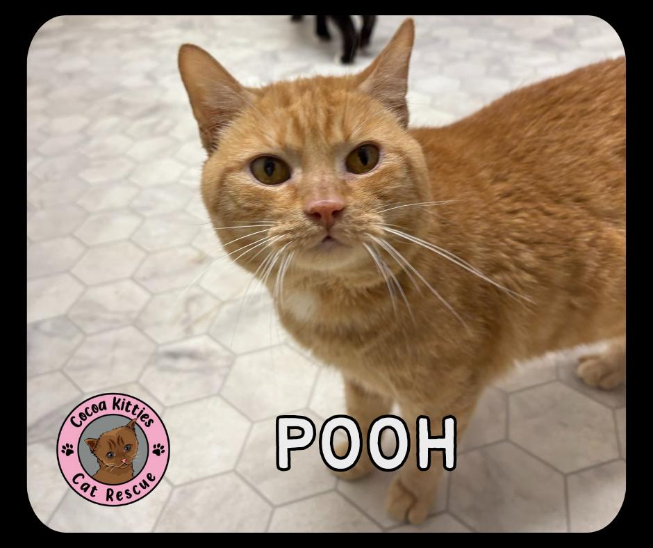 Pooh, Adoptable, Adult Male Domestic Short Hair.