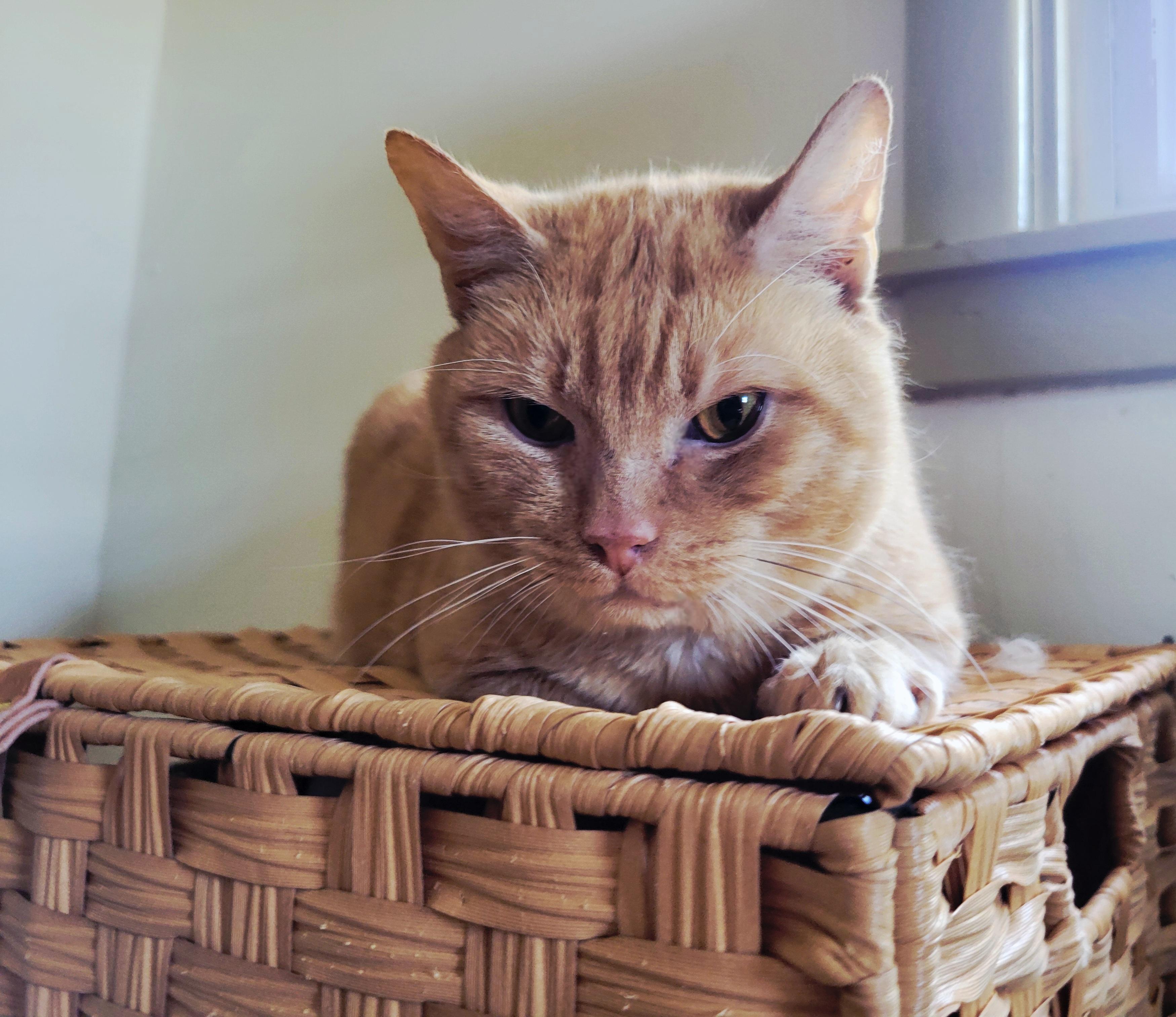 Enlarge Pooh, a Adoptable mixed breed in Hershey, PA image 3/6