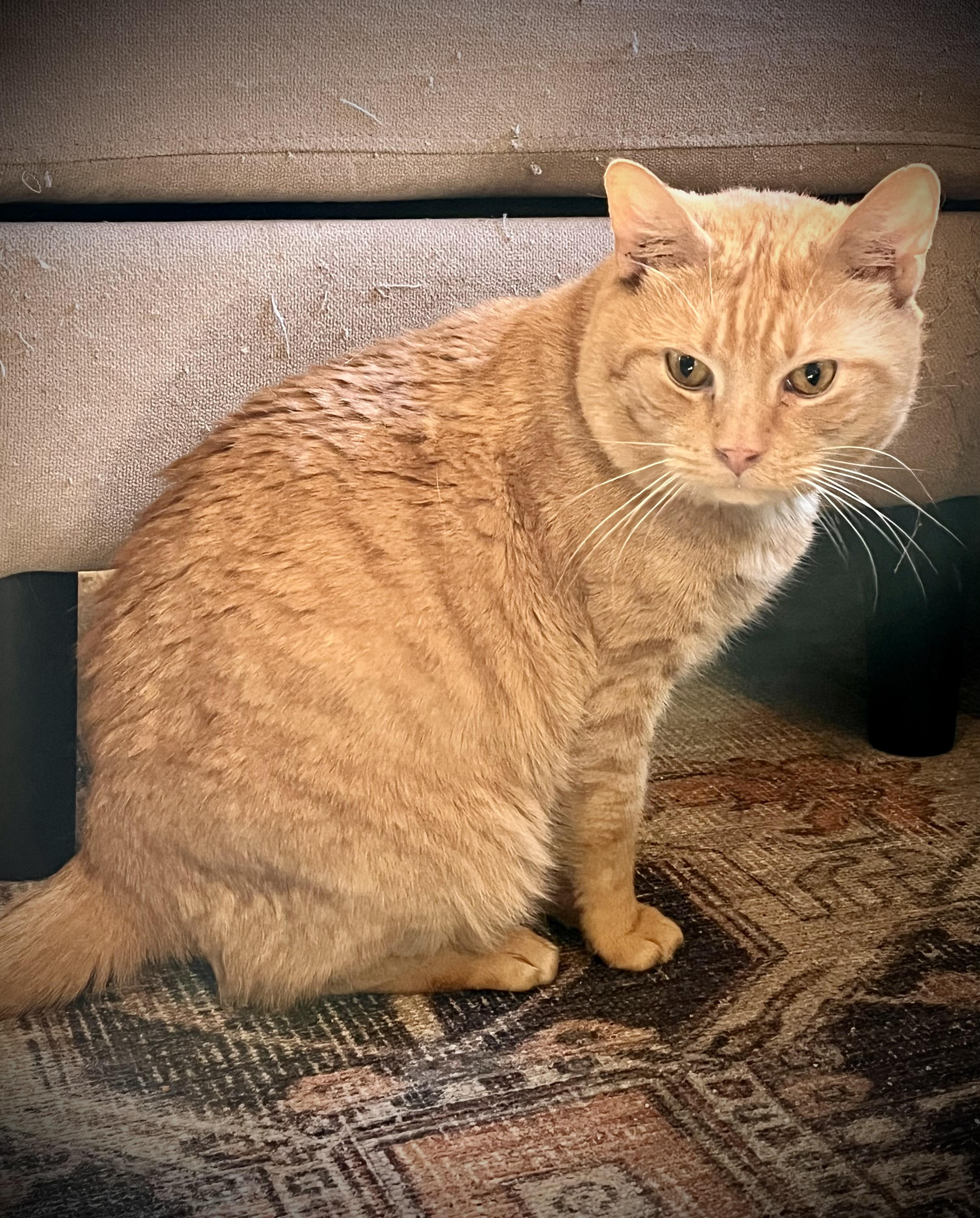Enlarge Pooh, a Adoptable mixed breed in Hershey, PA image 5/6