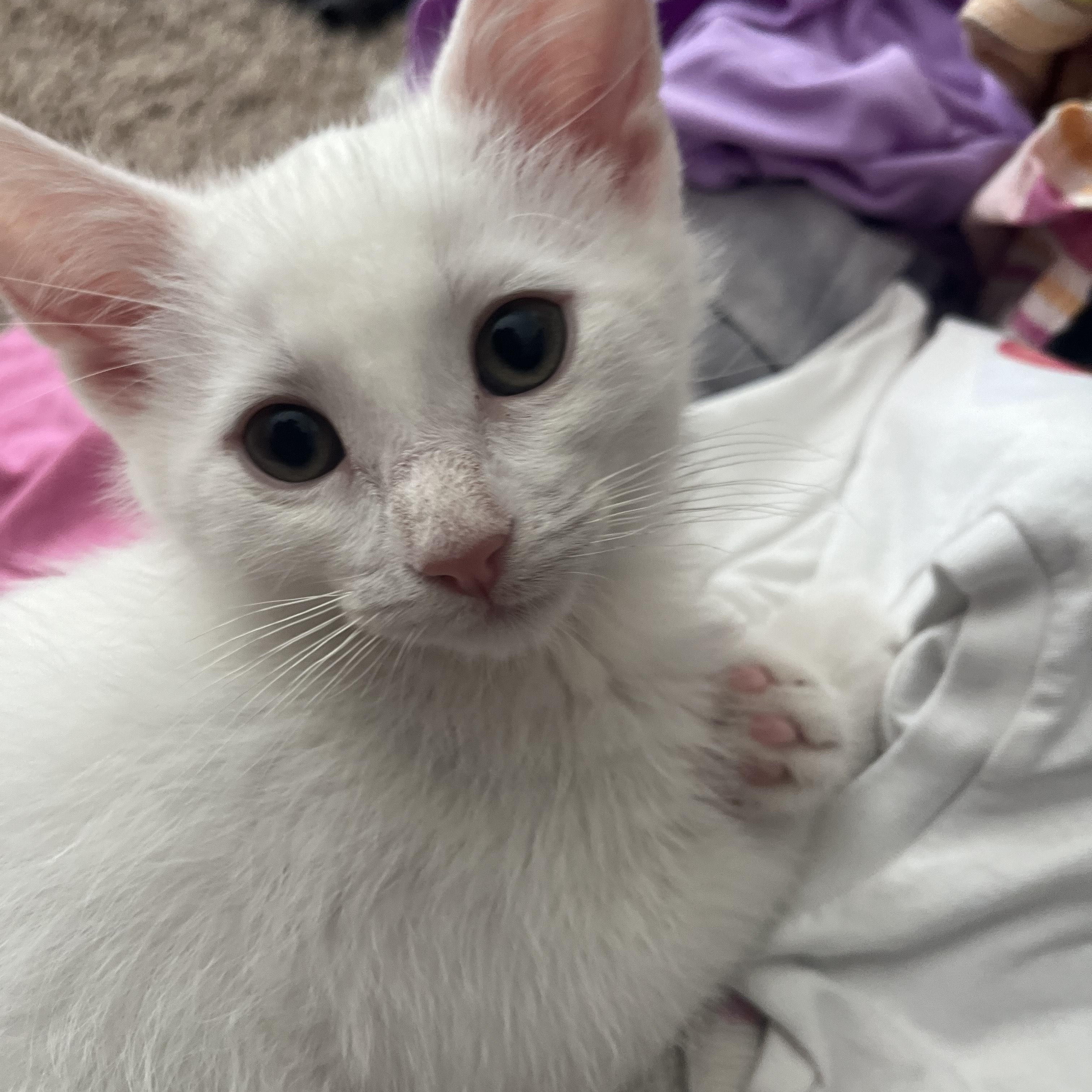 Enlarge Sprout, a ADOPTABLE Domestic Short Hair in St. Charles, IL image 2/6