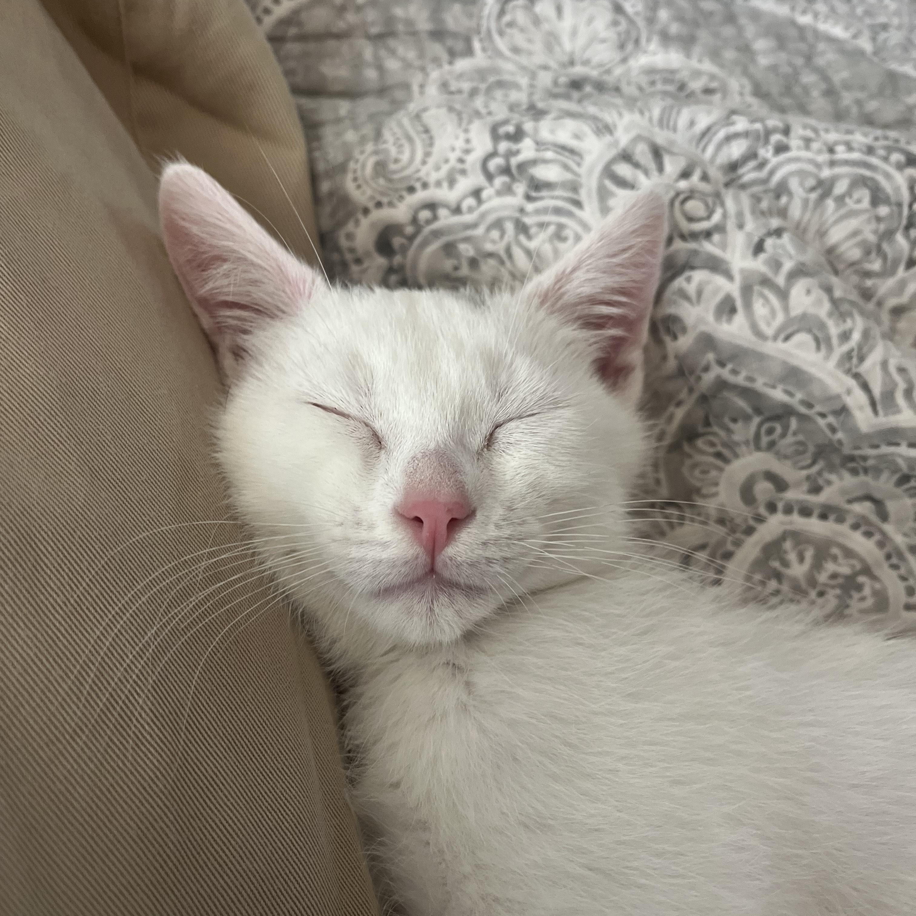 Enlarge Sprout, a ADOPTABLE Domestic Short Hair in St. Charles, IL image 3/6