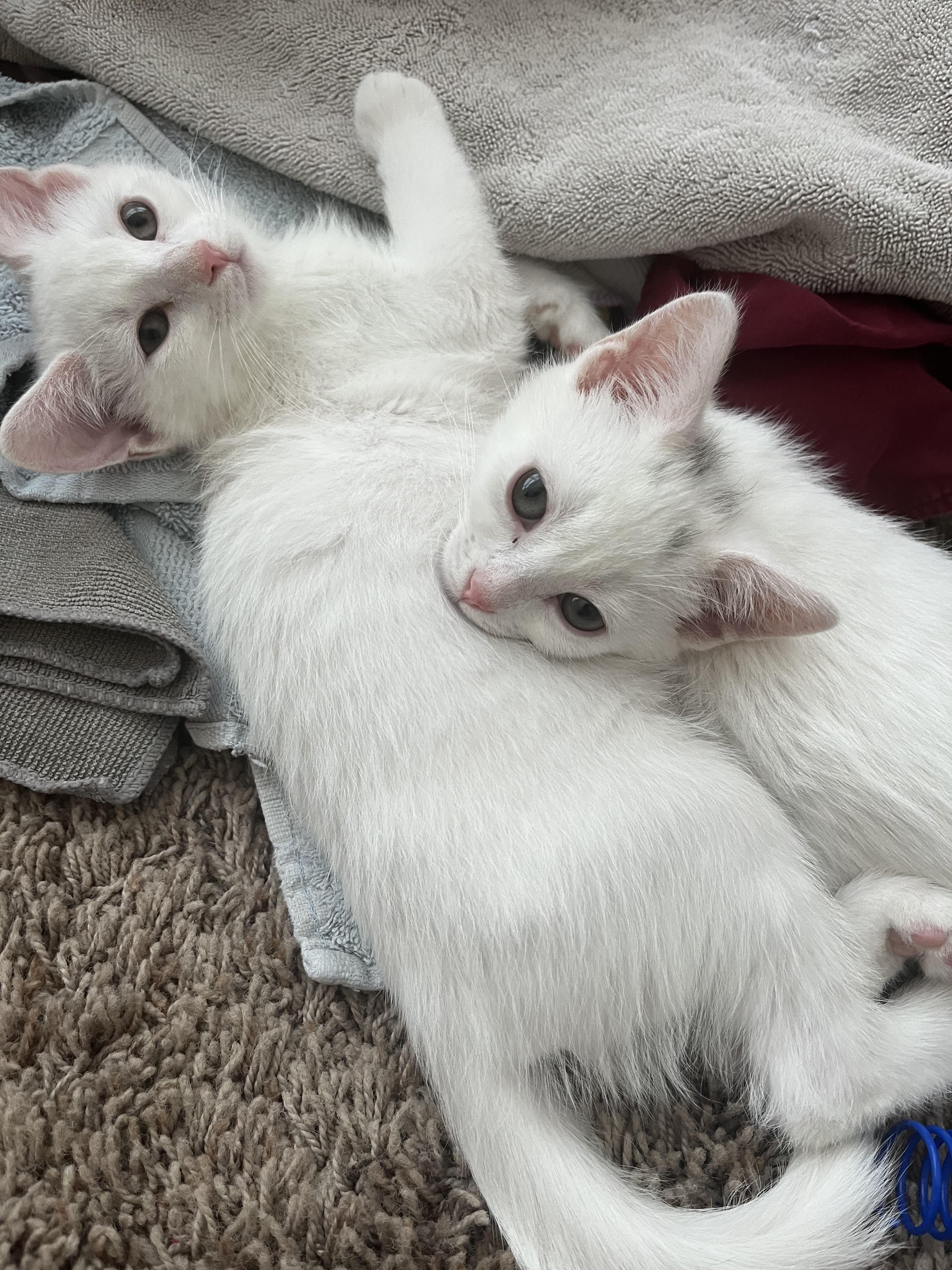 Enlarge Sprout, a ADOPTABLE Domestic Short Hair in St. Charles, IL image 6/6