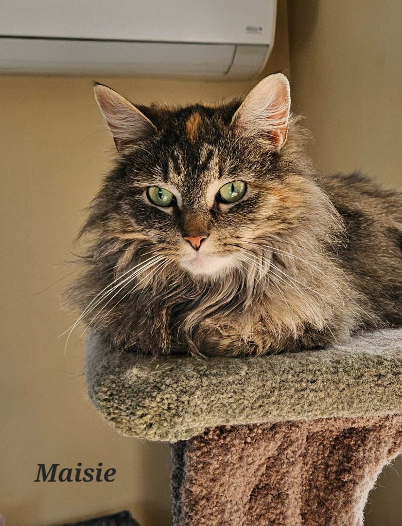 Enlarge Maise, a Adopted Domestic Long Hair in Bethlehem, PA image 1/4