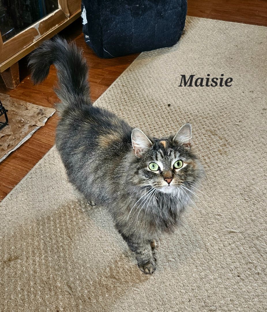 Enlarge Maise, a Adopted Domestic Long Hair in Bethlehem, PA image 2/4