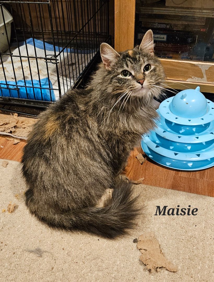 Enlarge Maise, a Adopted Domestic Long Hair in Bethlehem, PA image 3/4