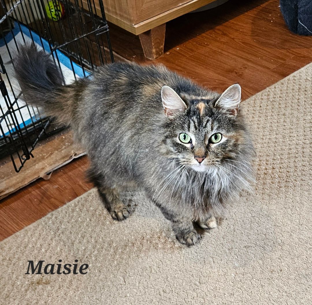 Enlarge Maise, a Adopted Domestic Long Hair in Bethlehem, PA image 4/4