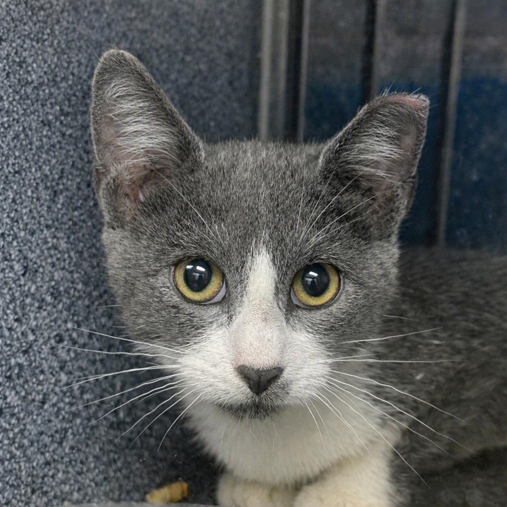Emerald, Adoptable, Kitten Male Domestic Medium Hair.