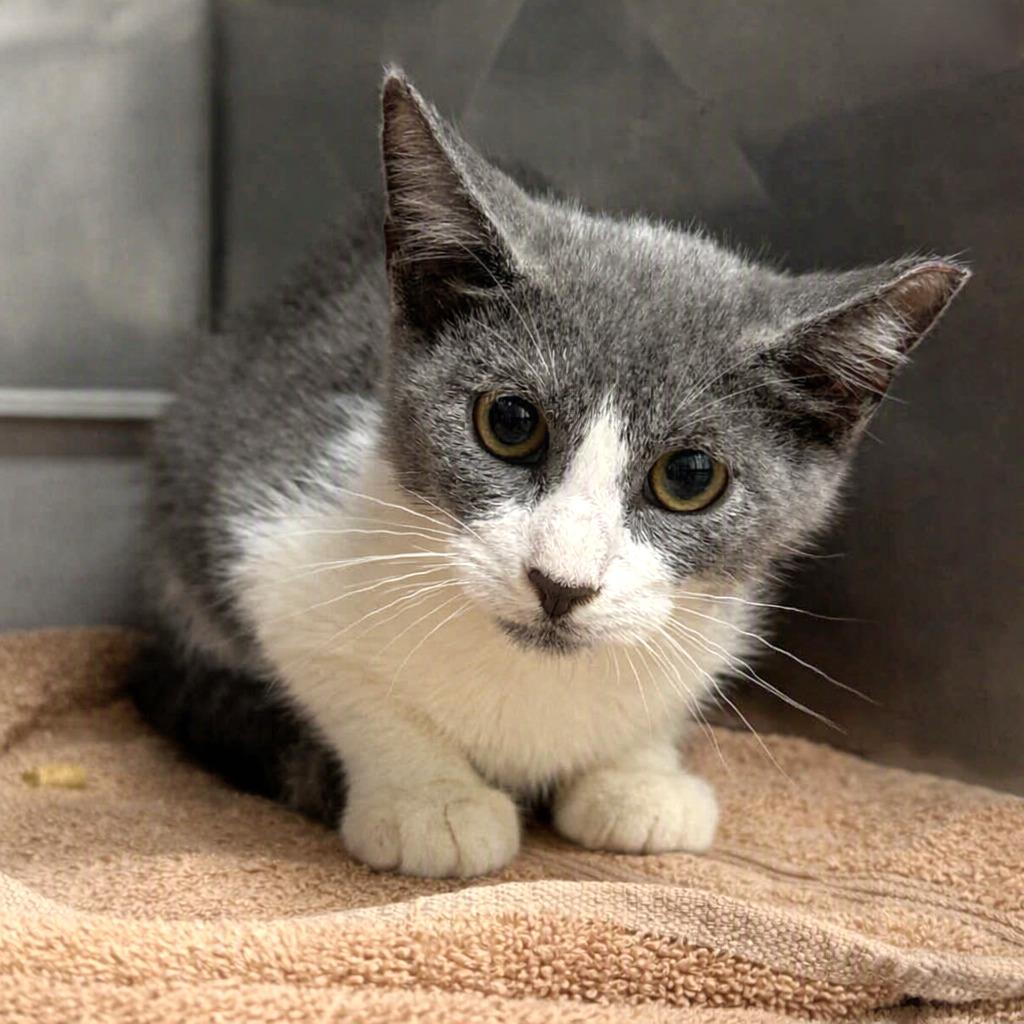 Enlarge Emerald, a Adoptable mixed breed in Brenham, TX image 2/2