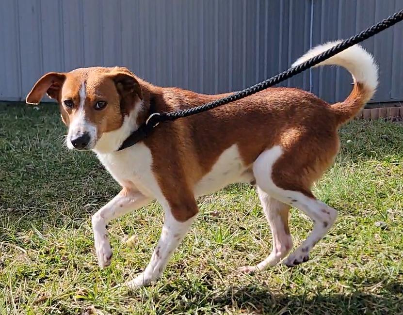 Prince, ADOPTABLE, Young Male Basenji.
