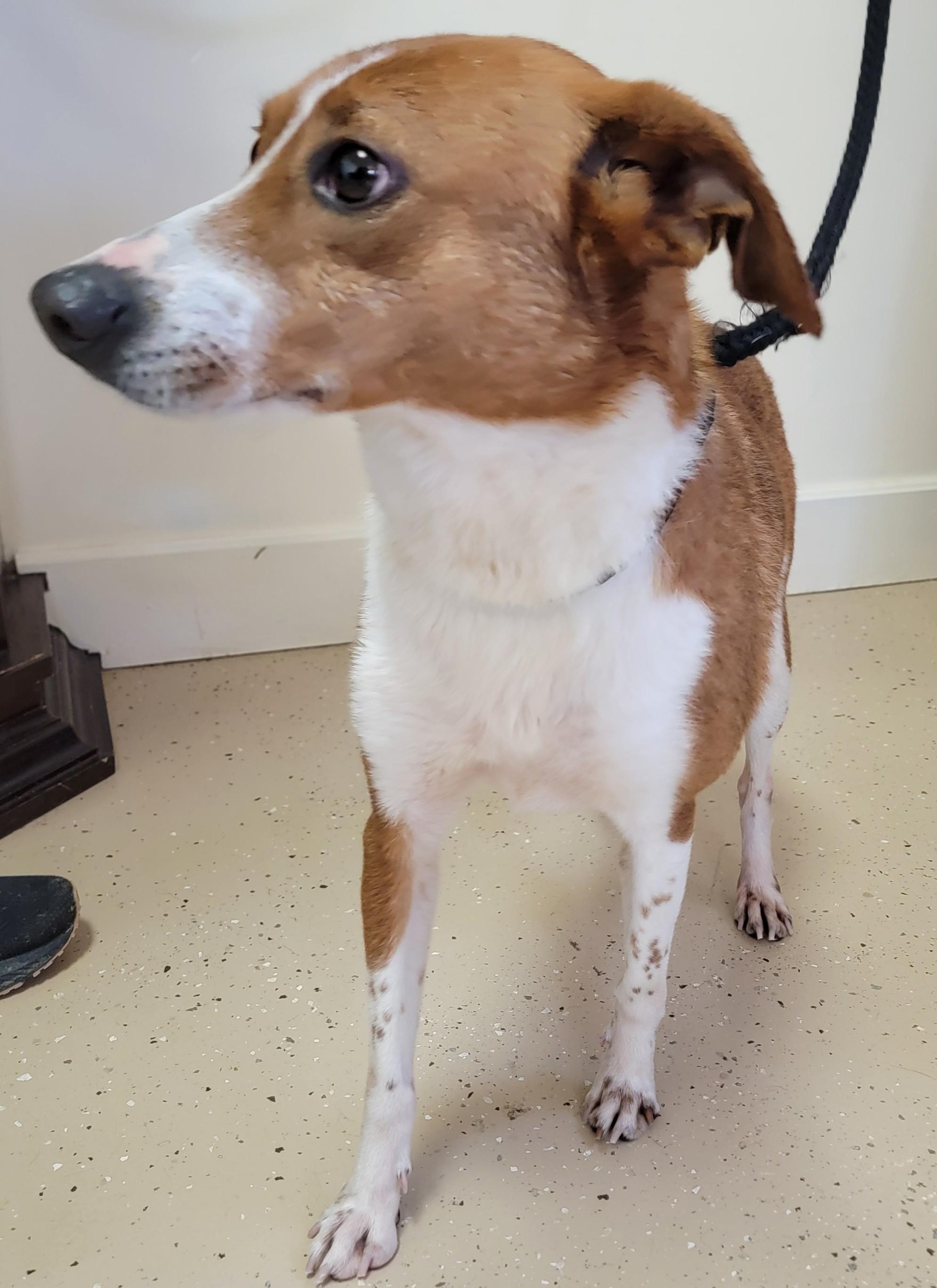 Enlarge Prince, a ADOPTABLE Basenji in Mount Sterling, KY image 3/6