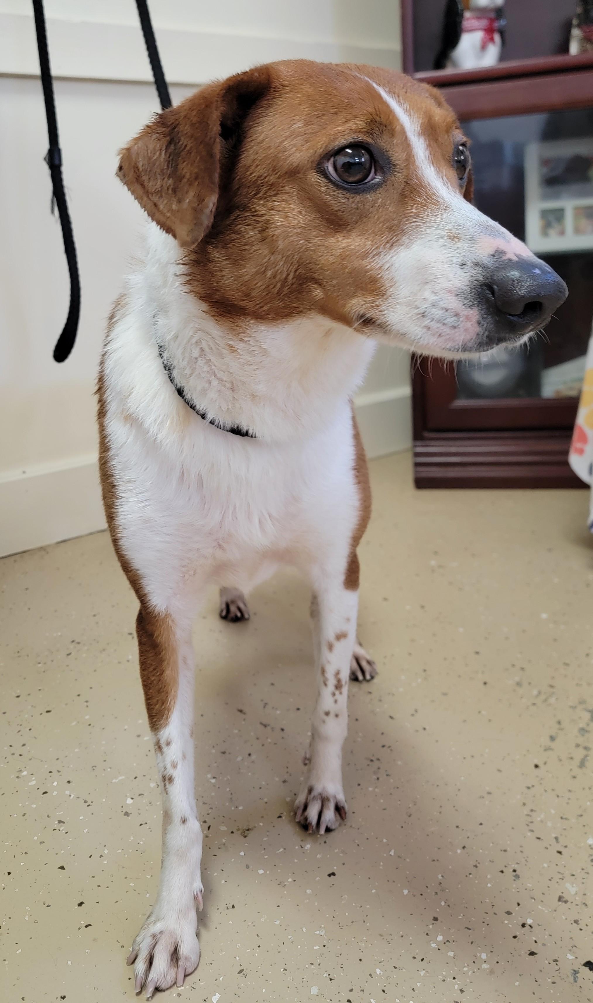 Enlarge Prince, a ADOPTABLE Basenji in Mount Sterling, KY image 2/6